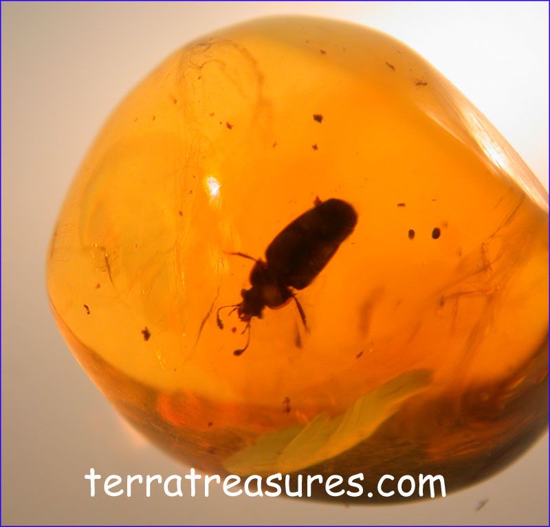 A101 DR9753 An Enormous Weevil in Dominican Amber  