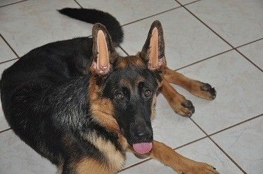 German Shepherd/Belgian Malinois/Husky Dog Ear Support  