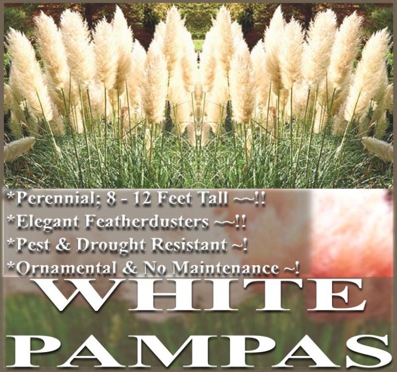 PAMPAS GRASS seeds ~ WHITE PAMPAS ~ ORNAMENTAL ~DECOR ~  