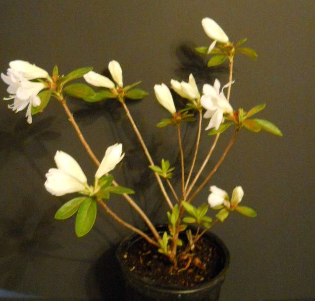 Delaware valley White azalea. 2 year tree.  