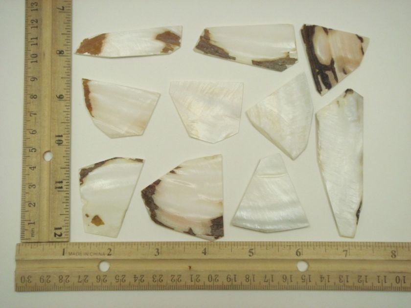 ASSORT LARGE RIVER SHELL BLANK INLAY MATERIAL 1 POUND #6004A  